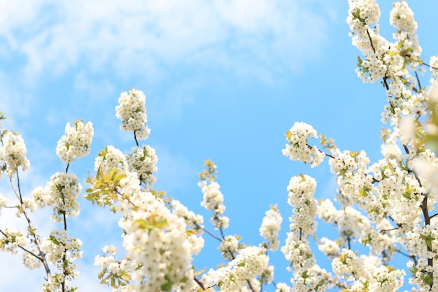 Gałęzie kwitn?cych wi?ni bia?ych przeciw b??kitne niebo selektywnej ostrości Blooming tree