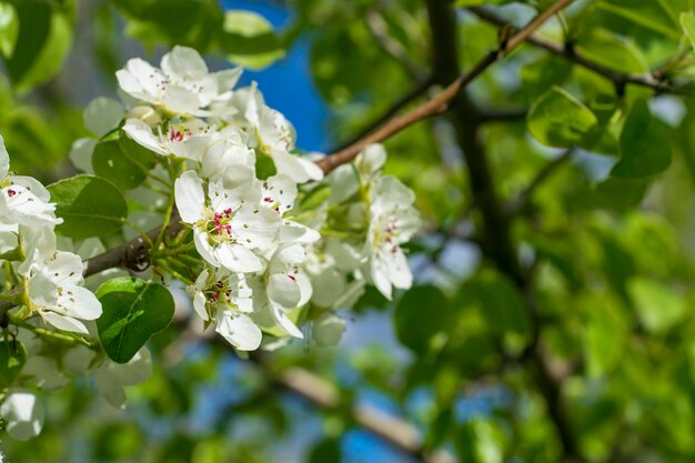 Gałęzie kwitnącej jabłoni makro z nieostrością