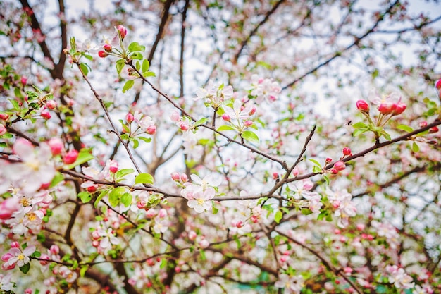Gałęzie kwitnącej jabłoni na tle zachmurzonego nieba instagram stile