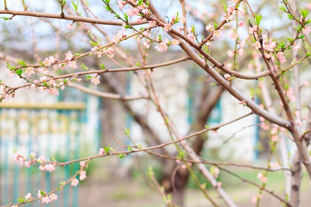 Gałęzie kwitnących drzew brzoskwiniowych w wiosennym sadzie z wiejskimi domami w tle.