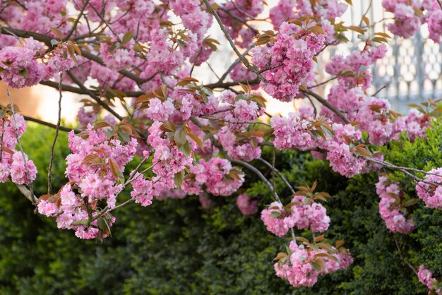 Gałęzie kwitnących drzew przed zielonymi krzewami Japońskie kwiaty wiśni lub Sakura kwiaty Tło wiosny