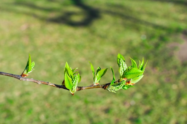Gałęzie młodych zielonych liści i pąków na niewyraźnym tle Wiosna pozostawia