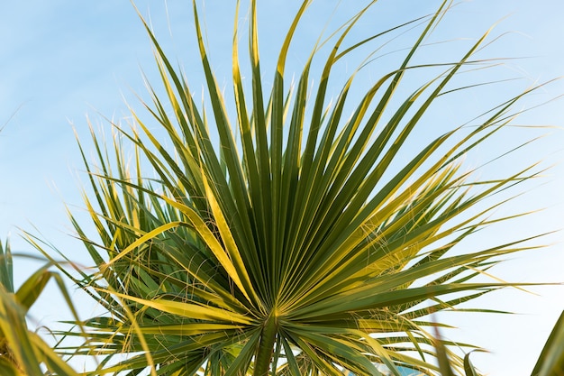 Gałęzie palm daktylowych pod błękitnym niebem latem
