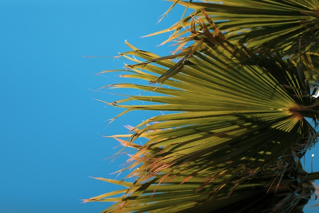 Gałęzie palmy na tle błękitnego nieba