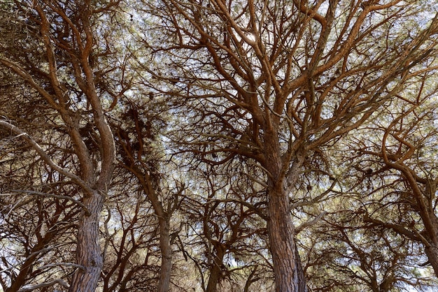 Gałęzie pni i korony dużych brązowych sosen prawie bez liści widok od dołu do góry