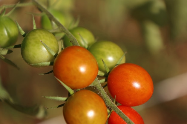 Gałęzie pomidora wiśniowego