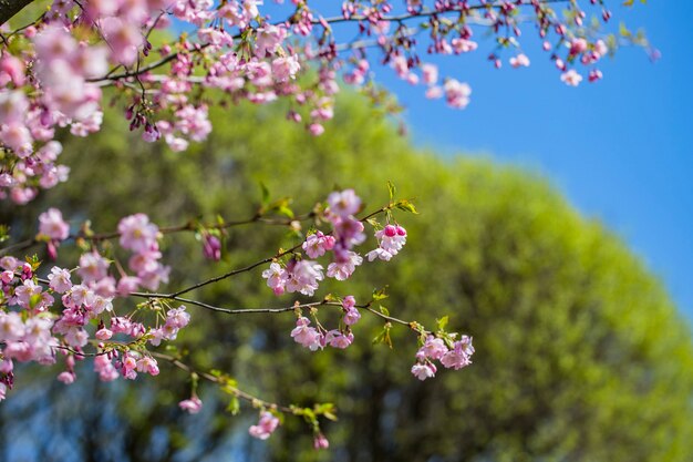 gałęzie sakura na tle zielonego drzewa na wiosnę