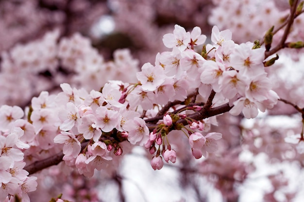 Gałęzie Sakura z bliska.