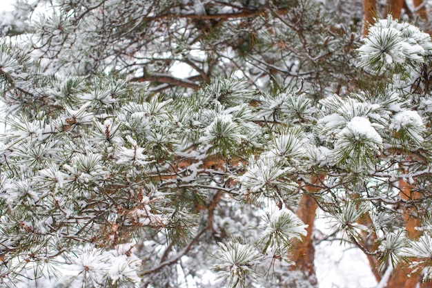 Gałęzie sosen w białym śniegu Park zimowy pokryty jest śniegiem