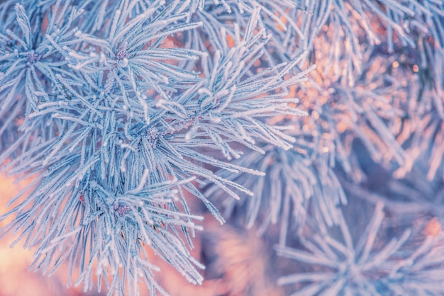 Gałęzie sosnowe pokryte szronem Naturalne tło zimowe Zimowa przyroda Śnieżny las Boże Narodzenie w tle