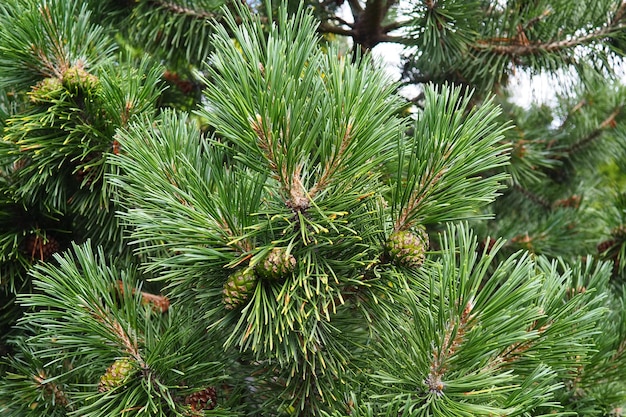 Gałęzie sosny o złotej godzinie wieczorem sosna pinus rodzaj drzew iglastych i krzewów w