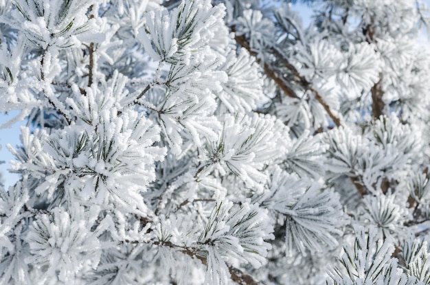Gałęzie sosny pokryte śniegiem w słoneczny zimowy dzień