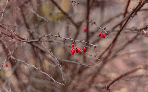 Zdjęcie gałęzie spirea japonica w zimie