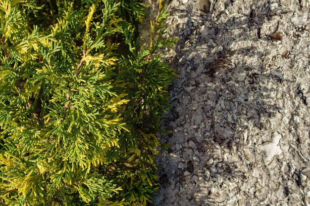 Gałęzie Thuja occidentalis w pobliżu betonowej ściany selektywne skupienie