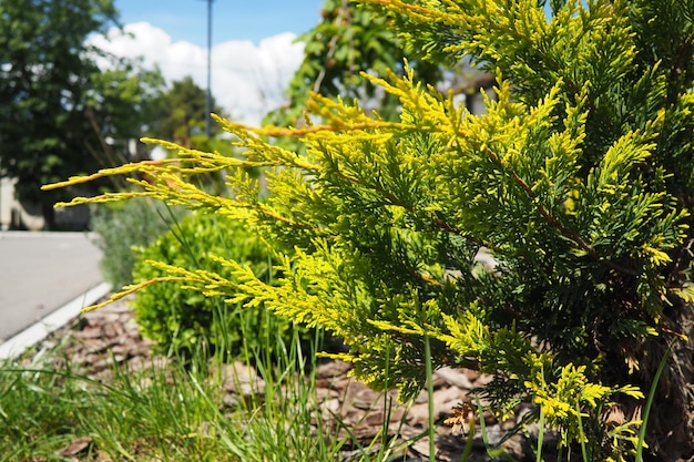 Gałęzie tui Zielone i żółte igły Tuja to rodzaj nagonasiennych roślin iglastych z rodziny cyprysowatych Cupressaceae Gatunek tego rodzaju stosowany w ogrodnictwie jako roślina ozdobna