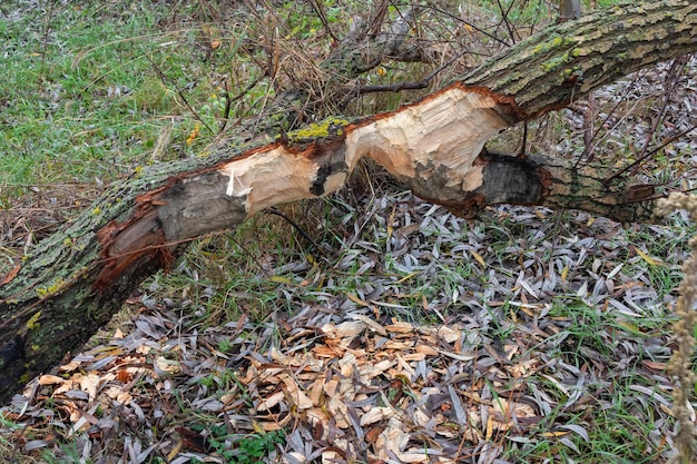 Zdjęcie gałęzie upadłego drzewa zostały przeżute przez bobra ślady zębów zwierząt i odłamki drewna na ziemi