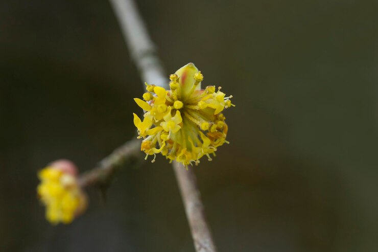 Gałęzie z kwiatami derenia Cornus mas wczesną wiosną dereń dereń dereń dereń lub dereń dereń Cornus mas flovering Wczesnowiosenne kwiaty w naturalnym środowisku