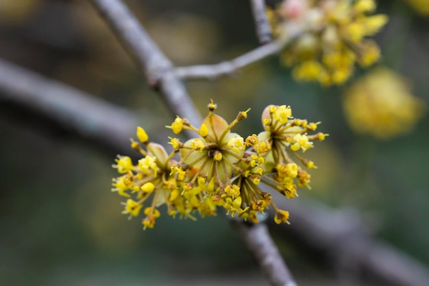 Gałęzie z kwiatami derenia Cornus mas wczesną wiosną dereń dereń dereń dereń lub dereń dereń Cornus mas flovering Wczesnowiosenne kwiaty w naturalnym środowisku