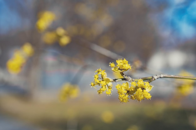 Gałęzie z kwiatami kukurydzy na wiosnę Dereń jadalny Cornus mas Wiosenne kwiaty