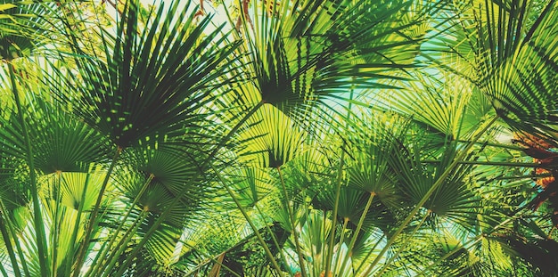 Gałęzie z liśćmi palm Chamaerops humilis Tropikalny krajobraz Zielony charakter tła