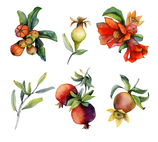 Gałęzie z owocami granatu i czerwonymi kwiatami Zestaw ilustracji elementów projektu akwarela