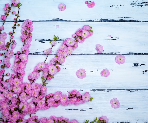 Gałęzie z różowymi kwiatami triloba Louiseania