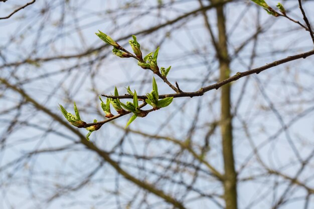 Zdjęcie gałęzie z zielonymi pąkami kwitnącymi z bliska