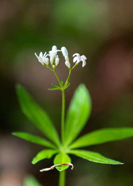 Galium Odoratum Pachnące Kwiaty Leśne