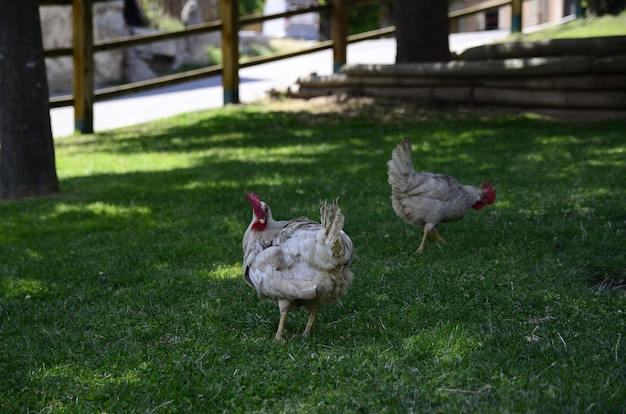 gallinas en la hierba