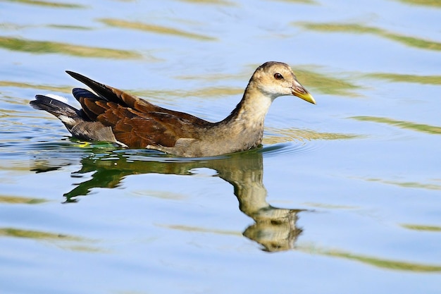 Gallinula Chloropus — Karmazyna Pospolita Lub Kokoszka To Gatunek Ptaka Z Rodziny Rallidae.