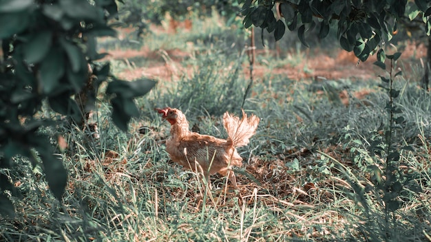 Zdjęcie gallo en una granja en el campo