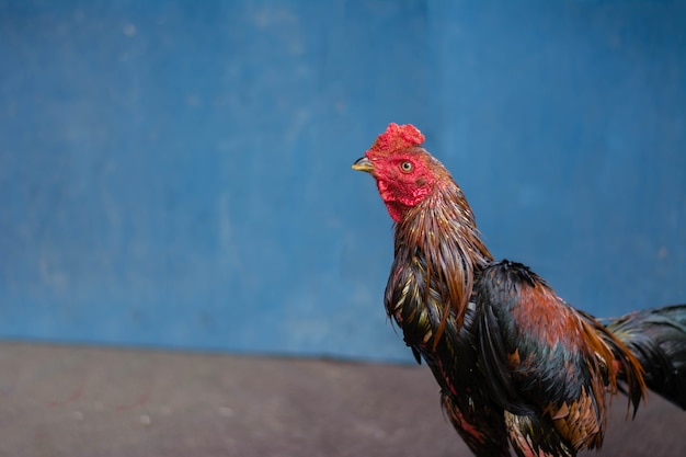 Gamecocks staning w ogrodzie i patrząc na kamery