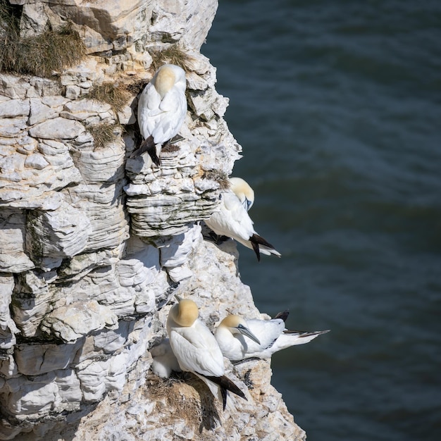 Gannets Morus Bassanus W Bempton Cliffs W Yorkshire