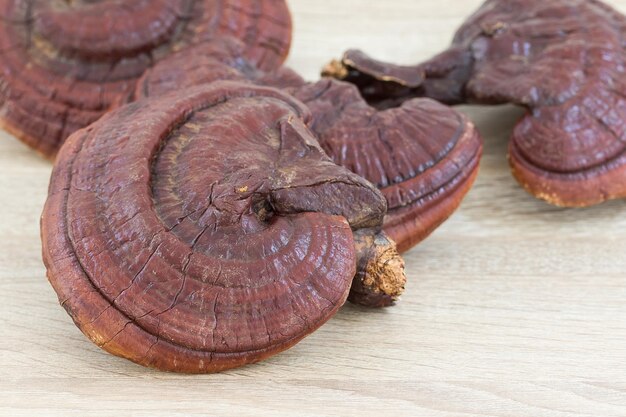 Ganoderma Lucidum Grzyb na drewnie