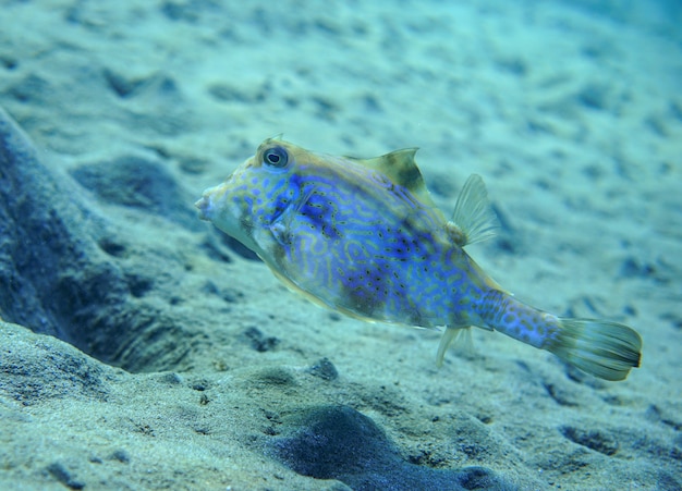 garbaty turretfish thornback turretfish tetrosomus gibbosus