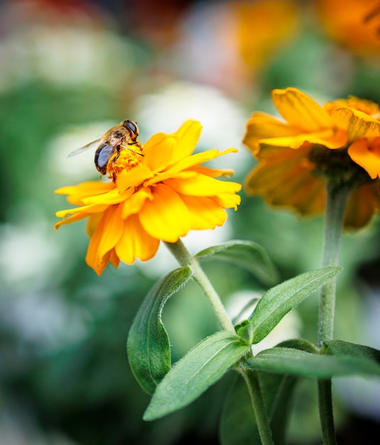 Garden Oasis Świeże Kwiaty ze Szkółki