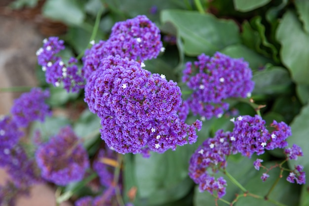 Garden Statice (Limonium sinuatum) rośnie i kwitnie w Kalifornii