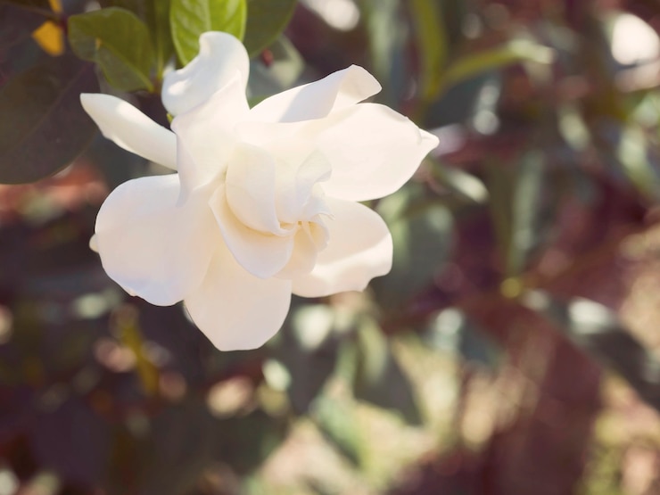 Zdjęcie gardenia jasminoides kwiat znany jako cape jaśminowy kwiat