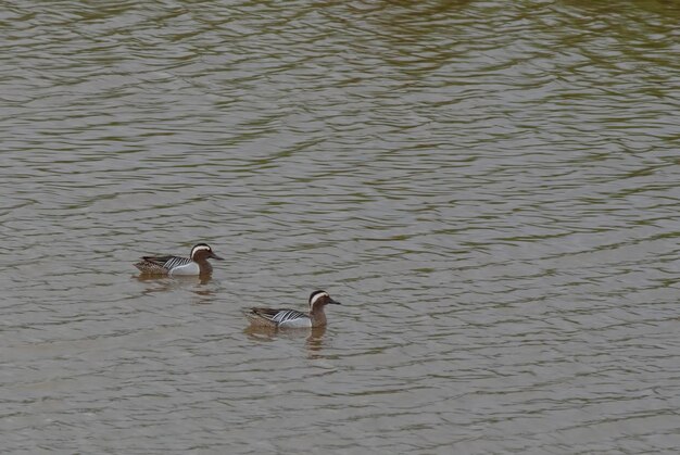 Garganey Anas querquedula