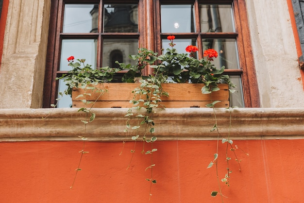 Garnek Z Kwiatami Geranium Przed Pięknym Oknem Starego Budynku