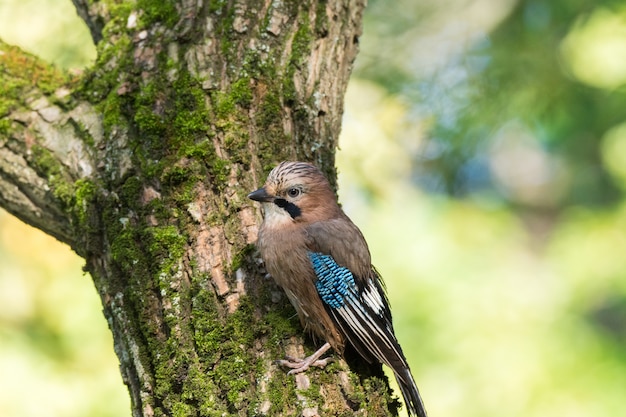 Garrulus glandarius na gałęzi