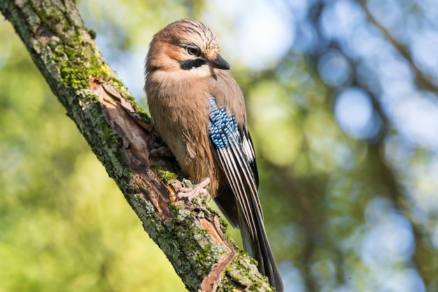 Garrulus glandarius na gałęzi