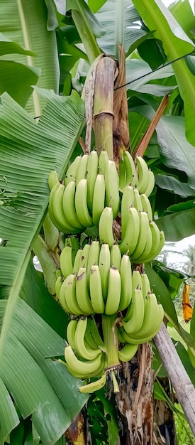 garstka bananów, które są zielone i ma garstkę bananów na nim