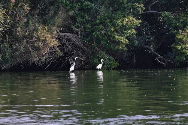 Garzas En Laguna