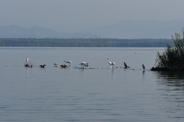 Garzas En Laguna