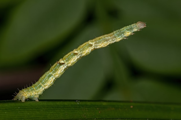 Gąsienica ćmy geometrycznej z rodziny Geometridae