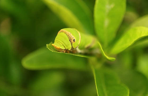 Gąsienica Palinurus Green Lime Spoczywa na Lime Tree Leaf
