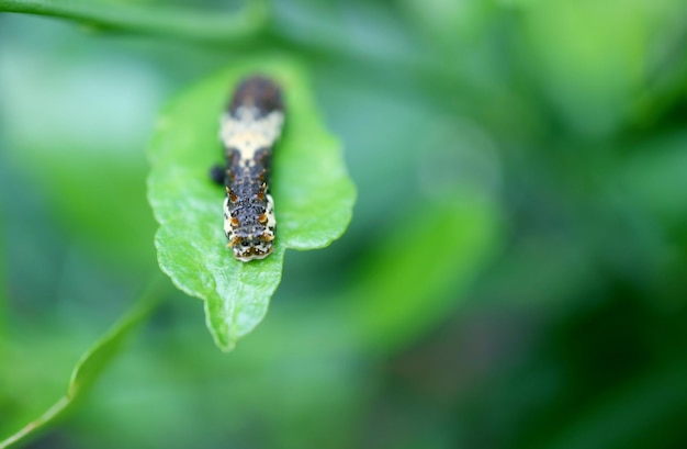 Gąsienica pazia lipy we wczesnym, trzecim stadium rozwojowym odpoczywa na liściu lipy