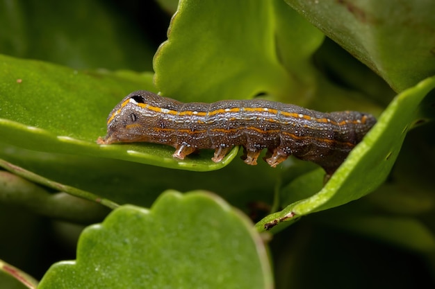 Gąsienica z rodzaju Spodoptera jedząca liść rośliny Flaming Katy z gatunku Kalanchoe blossfeldiana