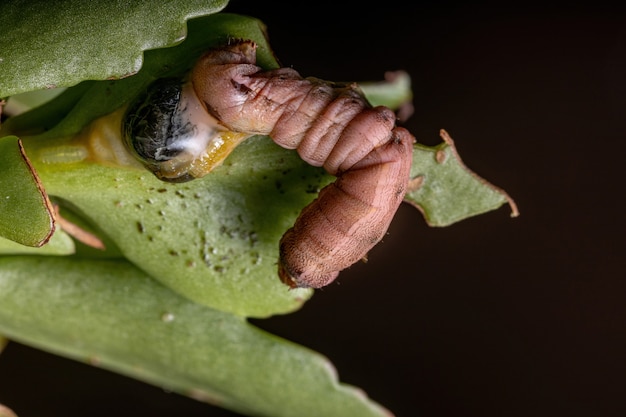 Gąsienica z rodzaju Spodoptera poważnie zraniona